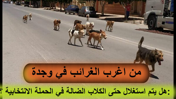 VIDEO الرسالة المفتوحة رقم 14 الى السيدوالي جهة الشرق عامل عمالة وجدة انكاد : هل حتى الكلاب الضالة التي تهدد سلامة المواطنين اصبحت ورقة انتخابية